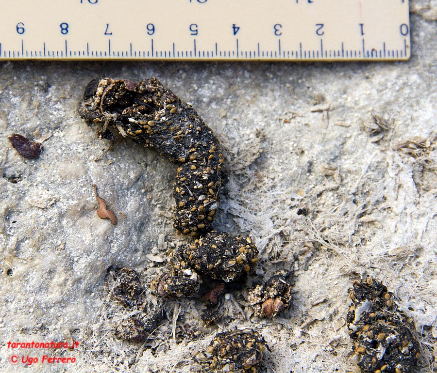 Fatte piene di pelo: lupo, volpe o.....